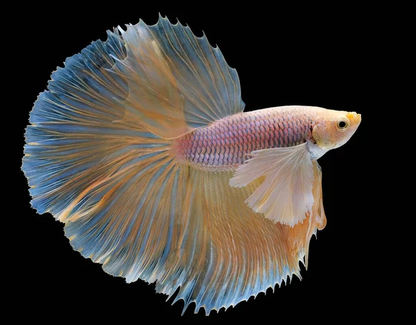 Beautiful Movement Yellow Betta Fish Siamese Fighting Fish Betta Splendens — Stock Photo, Image