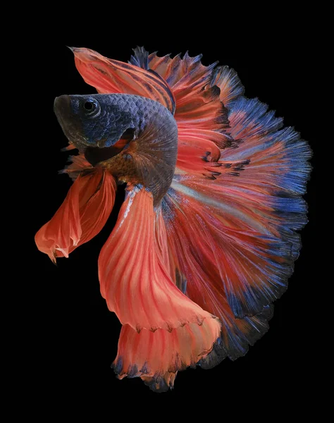 Vacker Rörelse Blå Röd Betta Fisk Siamese Kämpar Fisk Betta — Stockfoto