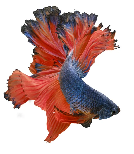 Прекрасний Рух Блакитної Червоної Риби Бетта Сіамської Бойової Риби Бета — стокове фото