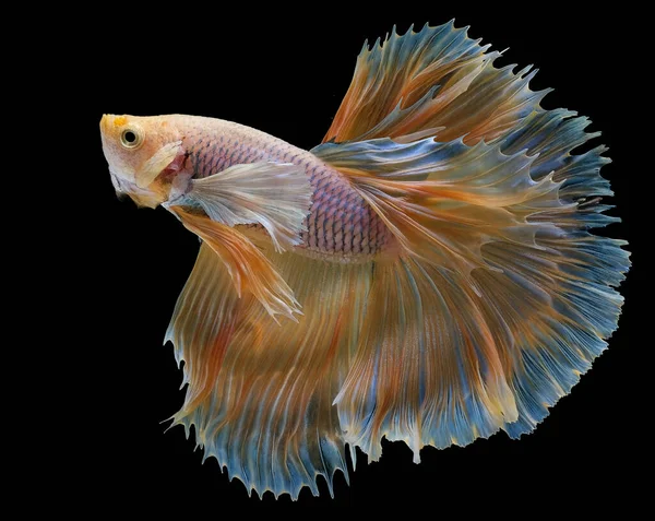 Beautiful Movement Yellow Betta Fish Siamese Fighting Fish Betta Splendens — Stock Photo, Image