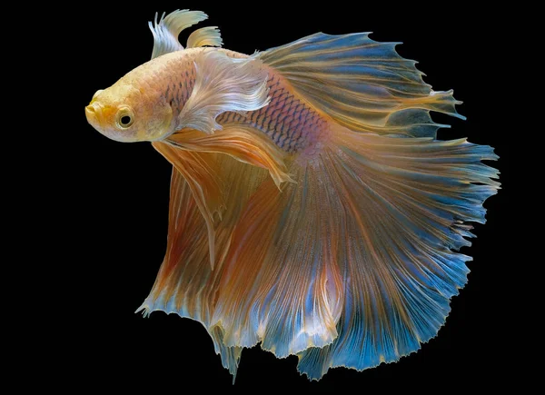 Beautiful Movement Yellow Betta Fish Siamese Fighting Fish Betta Splendens — Stock Photo, Image