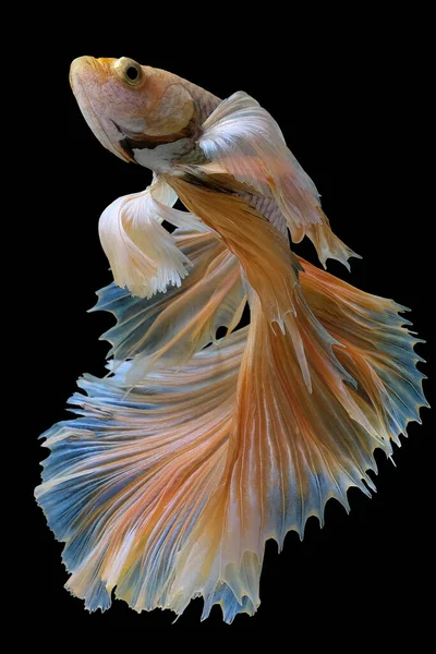 Beautiful Movement Yellow Betta Fish Siamese Fighting Fish Betta Splendens — Stock Photo, Image