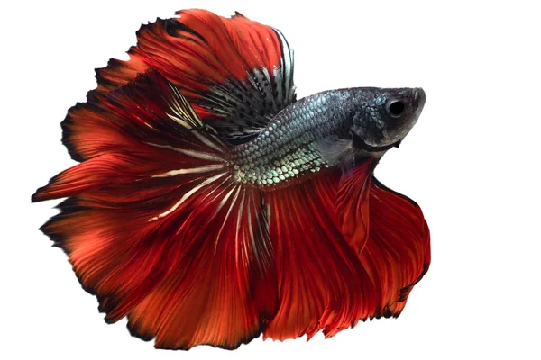 Kırmızı yeşil Beta balığının güzel hareketi, Siyam dövüşen balığı, Tayland 'ın Beta ihtişamı, beyaz arka planda izole edilmiş..