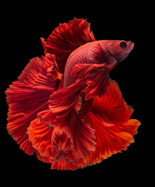 Schöne Bewegung Des Roten Betta Fisches Rosetail Rhythmische Nahaufnahme Von — Stockfoto