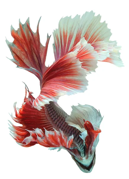 화이트 물고기의 Beautiful Siamese Fighting Fish Betta Flamens Isolated White — 스톡 사진