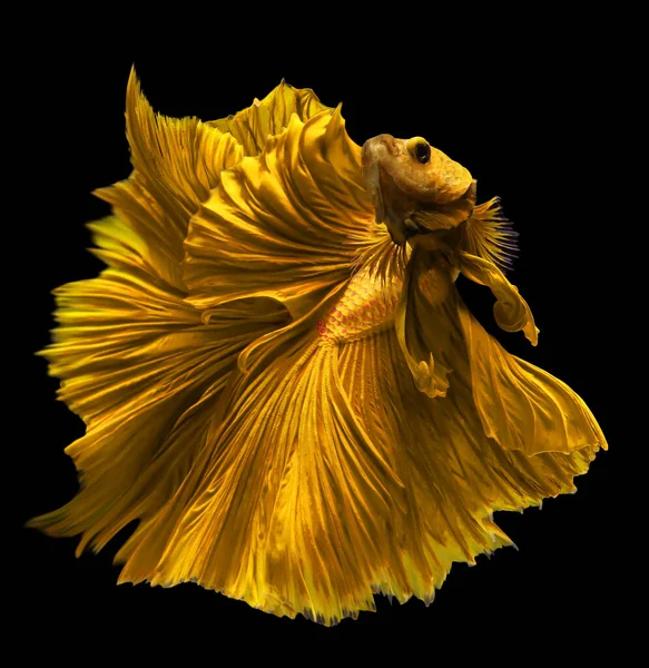 黄金のベッタ魚の美しい動き 黄色のシアメスの戦闘魚 黒の背景に隔離されたベッタの素晴らしさ スタジオショット — ストック写真