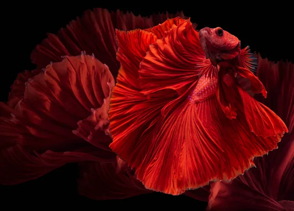 Όμορφη Κίνηση Των Ψαριών Red Betta Rosetail Ρυθμική Κοντινό Πλάνο — Φωτογραφία Αρχείου