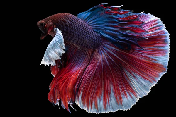 Dekat Biru Betta Merah Ikan Ikan Petarung Siam Yang Cantik — Stok Foto