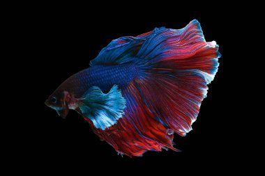 Siyah arka planda izole edilmiş çok renkli dövüşçü balıklar..
