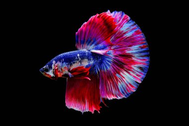 Çok renkli Siyam dövüş balığı (yarım ay), dövüşen balık, siyah arka planda Betta görkemi.