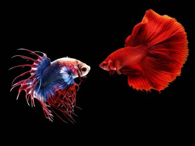 Çok renkli Siyam dövüş balığı (yarım ay), dövüşen balık, siyah arka planda Betta görkemi.