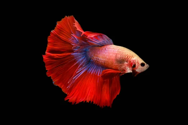 Red Blue Tail Betta Fish Siamese Fighting Fish Betta Splendens — Stock Photo, Image