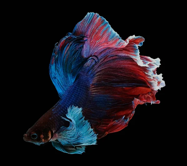 Різнокольорові Бойові Риби Ізольовані Чорному Тлі — стокове фото