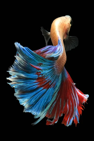 Multi Color Siamese Fighting Fish Halfmoon Fighting Fish Betta Splendens Stock Photo