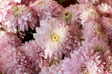 Pembe kasımpatılar, güneşe yakın çekim.