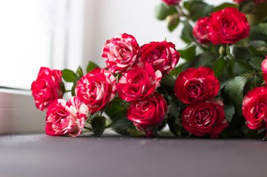 Gri arkaplanda beyaz güller