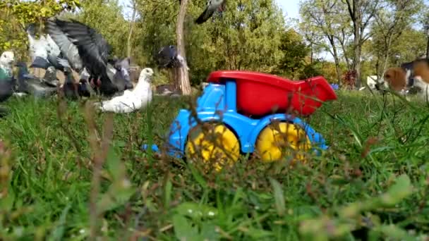 Beagle Jagar Duvor Och Letar Efter Mat Leksaksbil — Stockvideo