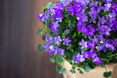 Yukarıdan kahverengi arkaplan görünümlü Campanula odası çiçeği