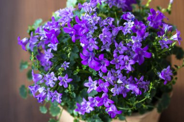 Yukarıdan kahverengi arkaplan görünümlü Campanula odası çiçeği