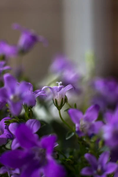 Fleurs Maison Plante Campanula Close — Photo