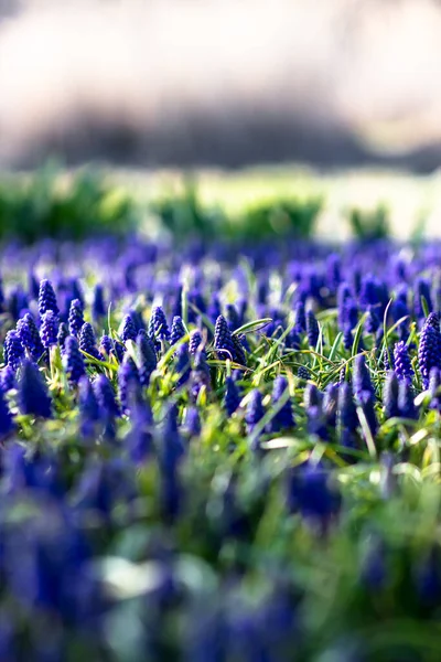 Garden Flowers Street Muskari City Flowerbed Vertical Orientation — Stock Photo, Image