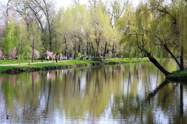 Baharda park et. Suyun üstündeki vasiyetler. Suya yansıyan ağaçlar