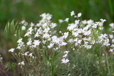 Sokakta beyaz bahar çiçekleri