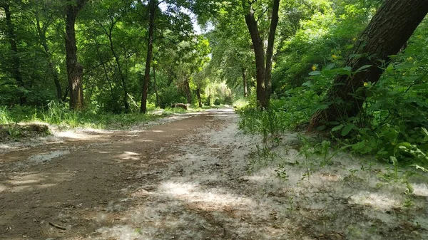 Topolin Fluff 'a park et. Bahar, kavak çiçeği dönemi. Alerji sezonu