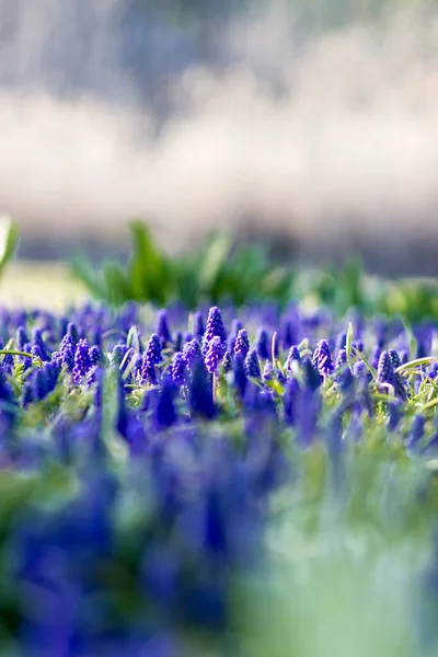 Garden Flowers Street Muskari City Flowerbed Vertical Orientation — Stock Photo, Image