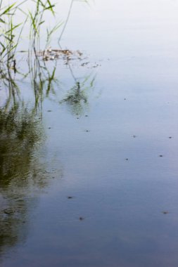 Nehrin yüzeyindeki su böcekleri.