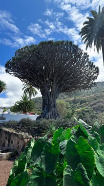 A unique ancient dragon tree. Natural monument of Tenerife