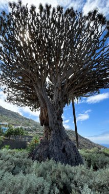 A unique ancient dragon tree. Natural monument of Tenerife