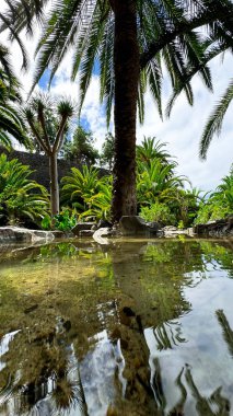 A piece of paradise. Palm trees and blue skies of Tenerife