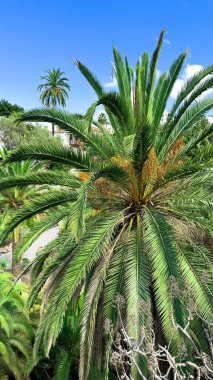 A piece of paradise. Palm trees and blue skies of Tenerife