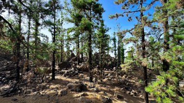 Mavi gökyüzüne karşı çam ormanları. Teide Dağı 'na Sahne Yükselişi, Tenerife