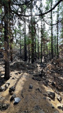 Mavi gökyüzüne karşı çam ormanları. Teide Dağı 'na Sahne Yükselişi, Tenerife