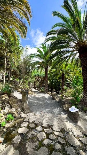 A piece of paradise. Palm trees and blue skies of Tenerife