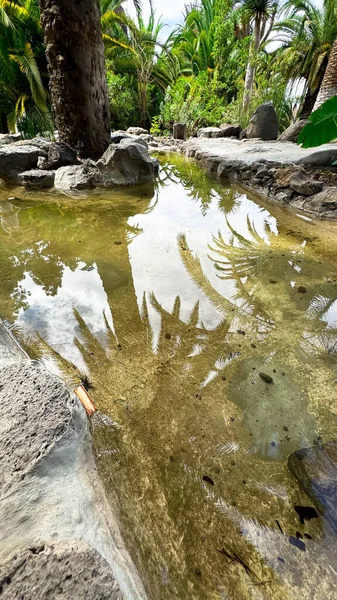 A piece of paradise. Palm trees and blue skies of Tenerife