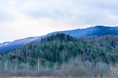 Dağların ve ormanın manzarası. Kış ormanı Ukrayna Karpatları