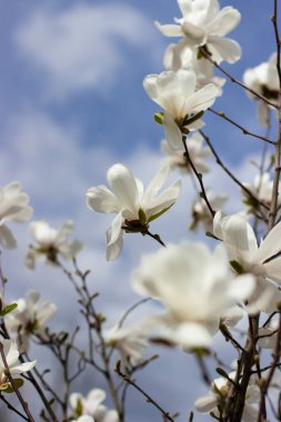 Magnolia kobusu - Manolya ağacı. Gri-kahverengi dallar üzerinde yapraksız beyaz kokulu çiçek dizisi.