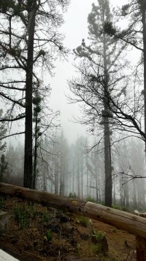 Pine forests in the clouds. Scenic ascent to Teide volcano, Tenerife
