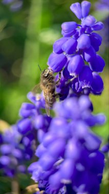 A bee that collects nectar from muscari flowers. Armenian Viper Bow. Spring Vibe