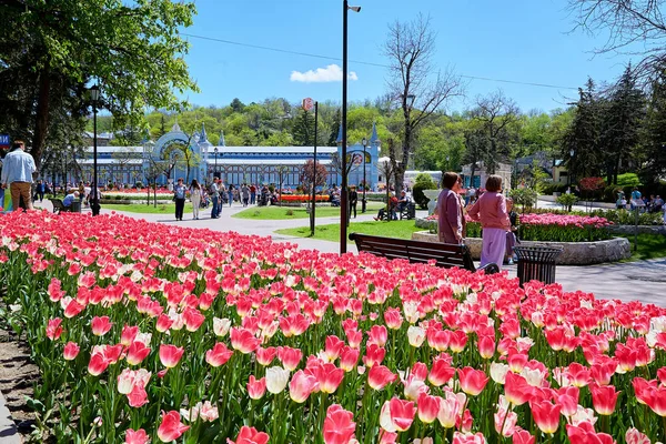 Ρωσία Πιατιγκόρσκ Στο Πάρκο Λουλούδια Άνοιξη — Φωτογραφία Αρχείου