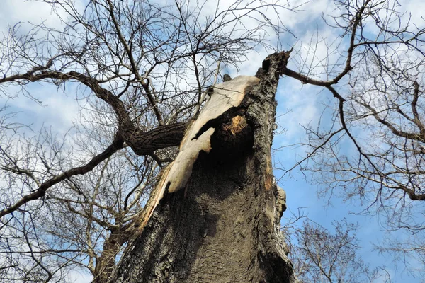 Μαύρη Σιλουέτα Ενός Παλιού Στριμμένου Δέντρου Αδέξιων Κλαδιών Φόντο Ουρανού — Φωτογραφία Αρχείου
