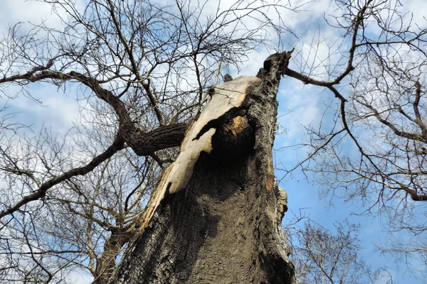 Silhouette Nera Vecchio Albero Contorto Rami Goffi Uno Sfondo Cielo — Foto Stock