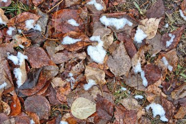   Sonbahar arkaplanı kurumuş yapraklarla kaplı ve kar yağmaya başlıyor        