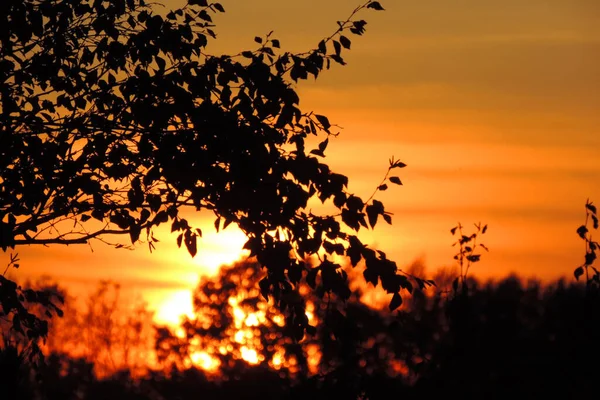 Coucher Soleil Orange Ciel Noir Silhouettes Branches Feuilles — Photo