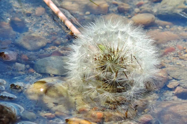 Pissenlit Duveteux Blanc Dans Eau Rivière Sur Fond Rocheux Fond — Photo