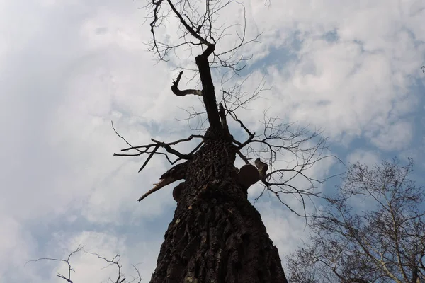 Μαύρη Σιλουέτα Ενός Παλιού Στριμμένου Δέντρου Αδέξιων Κλαδιών Φόντο Ουρανού — Φωτογραφία Αρχείου