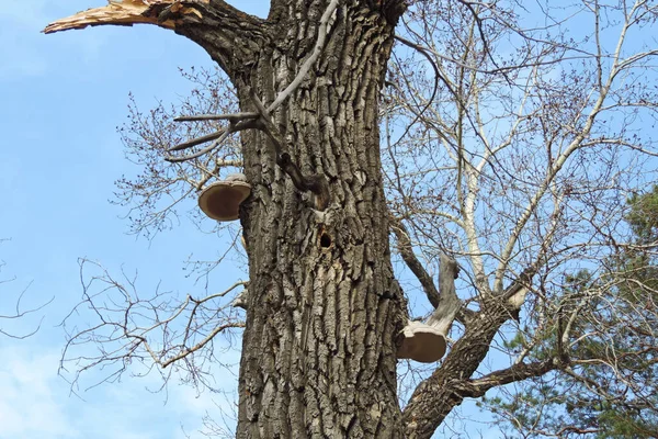 有中空鸟和树菇的老树 — 图库照片